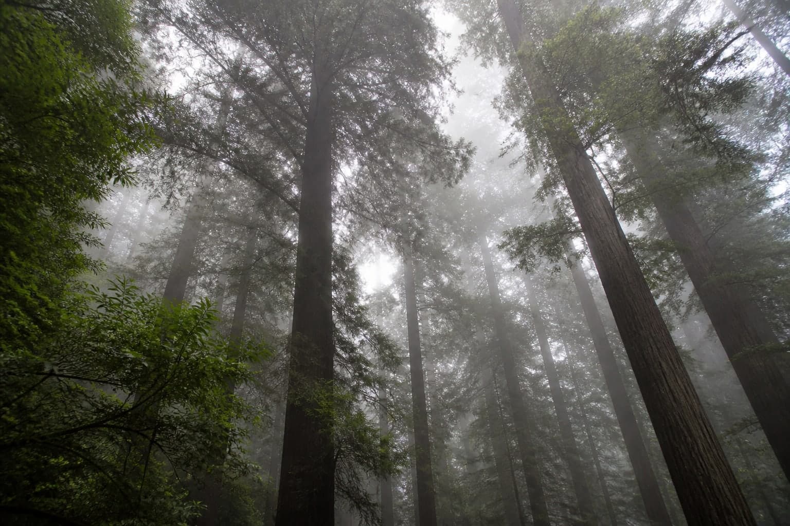 Looking up through a misty forest canopy with tall dark trunks.
